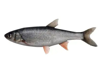 Fish Grass Carp 3D model