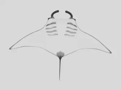 Manta Ray 3D model order