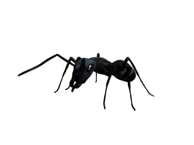 Bullet black Ant Low-poly 3D model