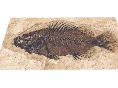 Fish Fossil 3D model