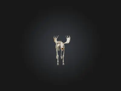 Realistic Moose Skeleton Model Low-poly 3D model