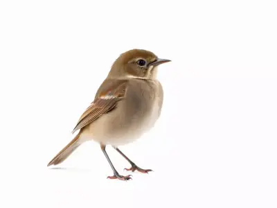 Golden Feathered Bird model pack Low-poly 3D model