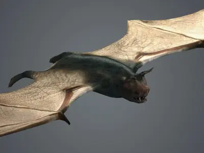 dark bat animated  rigg mammal bird flying vampire  3D model
