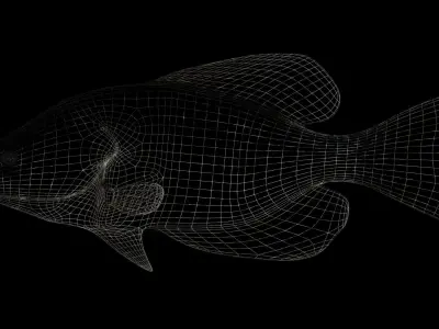 crappie x fish swimming 3D model