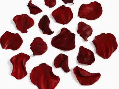 Rose Petals Extended Rebuild 3D model