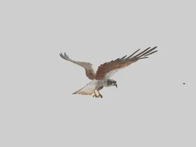 Falcon flying model 3D model