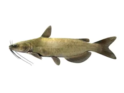 Catfish Fish 3D model