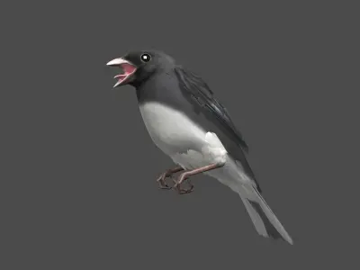 Dark-eyed Junco (Animated) 3D model