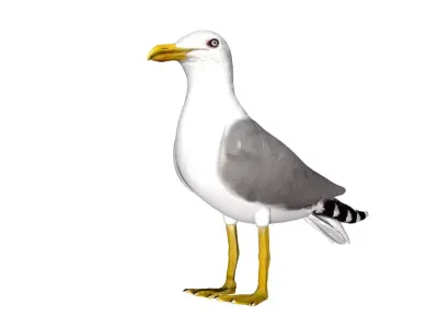 Seagull Low-poly 3D model