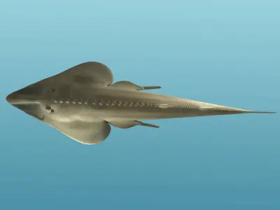 Halavi Guitar fish 3D model