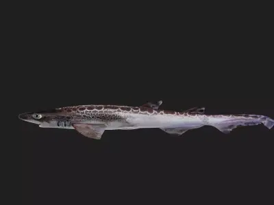 Shark Low-poly 3D model 8