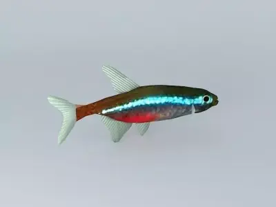 Neon tetra fish Free 3D model purchase