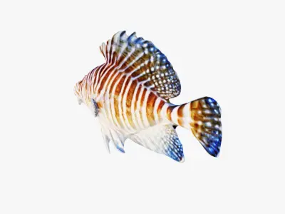 Fish Animal Free 3D model