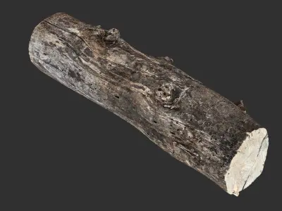 Withered tree trunk 3d scan in highpoly 3D model