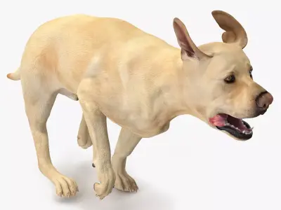 Running White Retriever Dog Animated Rigged for Cinema 4D 3D model