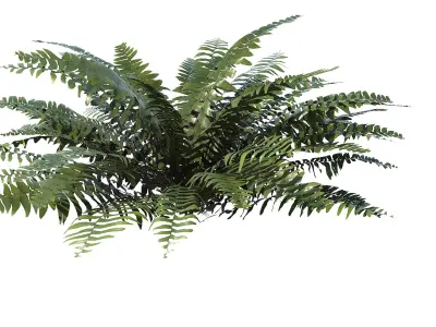 Sword Ferns 01-08 with LODs 3D model