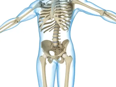 Human Skeleton and body (Rigged) 3D model