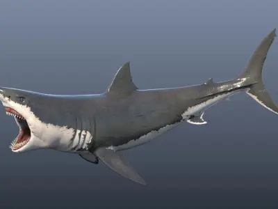 Great White Shark Model 3D model