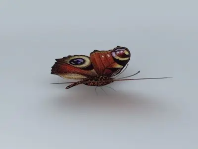 Butterfly peacock Free 3D model