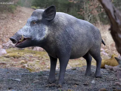  Wild Boar Male 