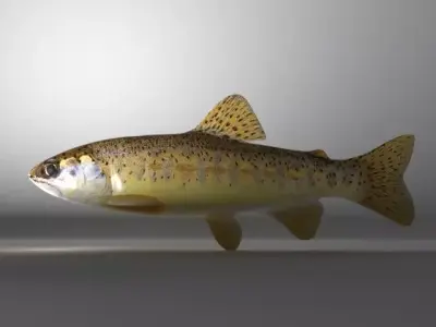 Fish Series 01 Low-poly 3D model