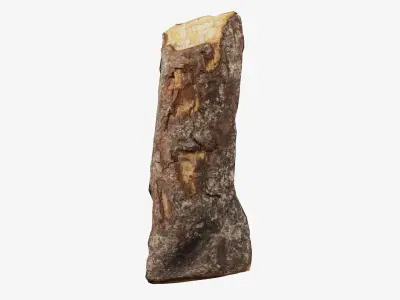 Scanned Tree Wood 01 3D model