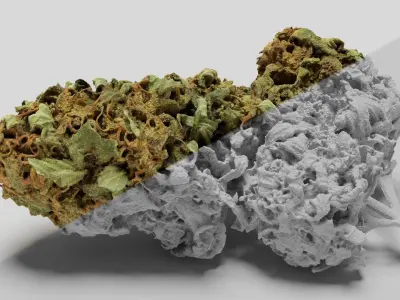 Cannabis Bud 05 3D model