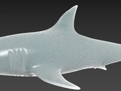 The Shark 3D model