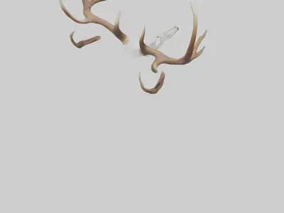 Deer Antlers Model Low-poly 3D model