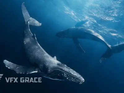 Humpback Whale VFX Grace 3D model