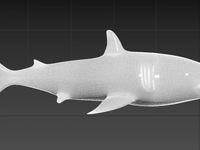 requin shark 3D model