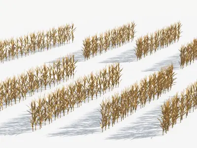  Flat Corn Plantation Field Dry 