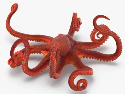 Octopus - Rigged 3D model