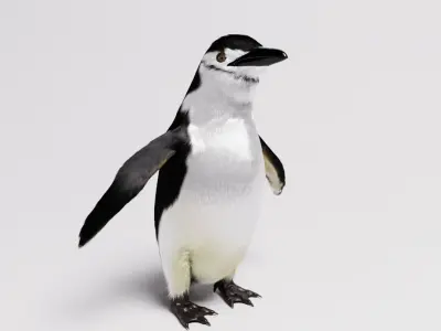 Penguin special Low-poly 3D model