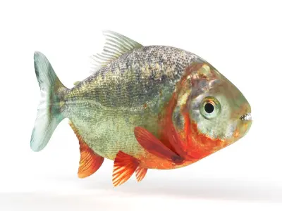 Piranha fish 3D model buy