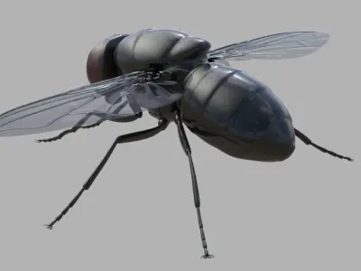 Fly insect 3D model get