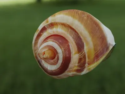 Snail with shell rigged 3D model