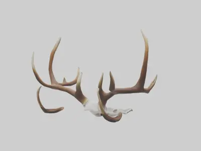 Deer Antlers Model Low-poly 3D model