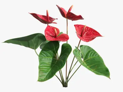 Anthurium Tropical Houseplant with Leaves Red 3D model