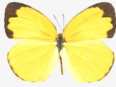 Butterflies butterfly Low-poly 3D model