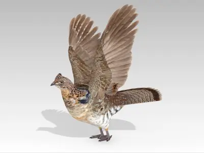 Grouse Low-poly 3D model