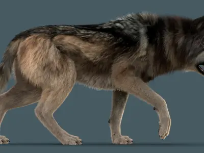 Wolf FUR 3D model