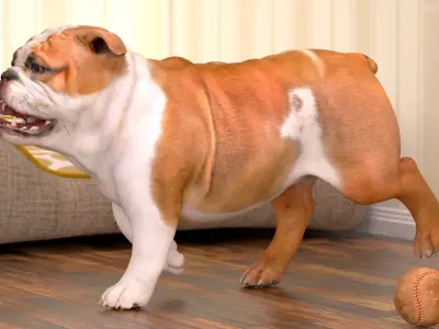 Bulldog Rigged for Maya 3D model