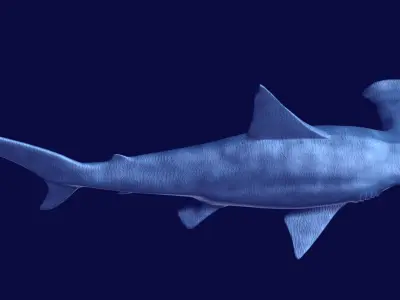 Hammerhead Shark 3D model get