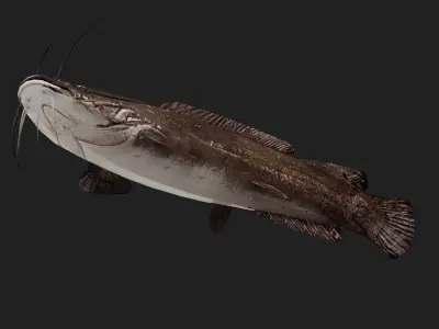 Catfish Low-poly 3D model 3
