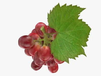 Ripe Red Grape Collection 3D model
