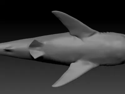 White shark base model Low-poly 3D model