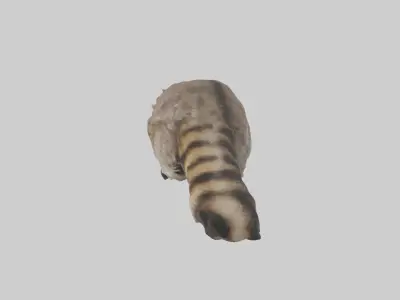 Raccoon climbing model Low-poly 3D model