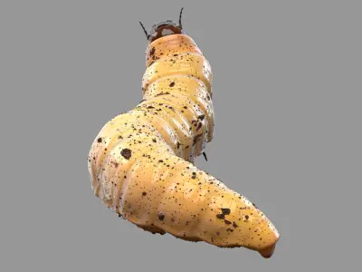 Maggot (Rigged) 3D model