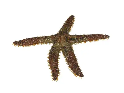 3D Starfish model 3D model